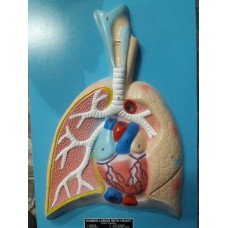 Model of respiratory system